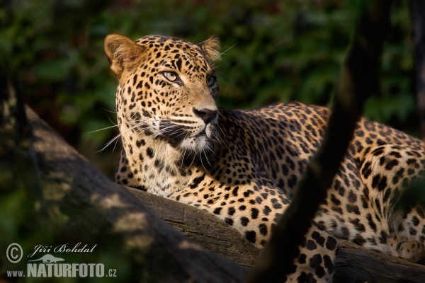 Levhart cejlonský (Panthera pardus kotiya)