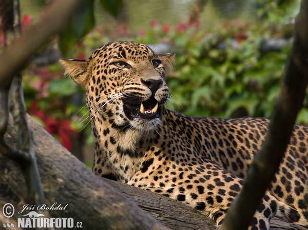 Levhart cejlonský (Panthera pardus kotiya)