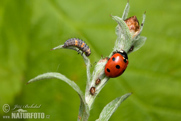 Lienka sedembodková (Coccinella septempunctata)