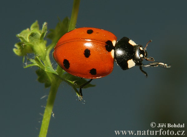 Lienka sedembodková (Coccinella septempunctata)