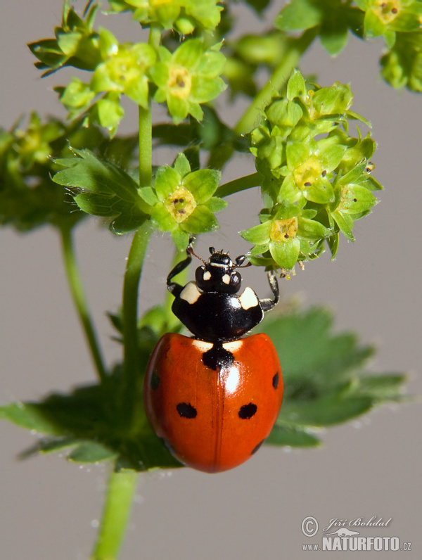 Lienka sedembodková (Coccinella septempunctata)