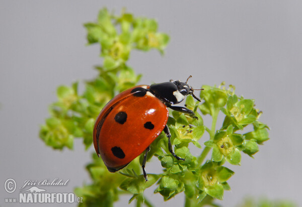 Lienka sedembodková (Coccinella septempunctata)