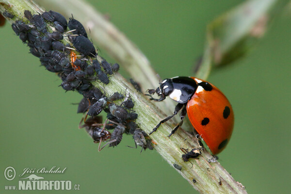 Lienka sedembodková (Coccinella septempunctata)