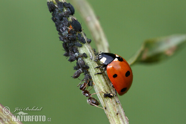 Lienka sedembodková (Coccinella septempunctata)