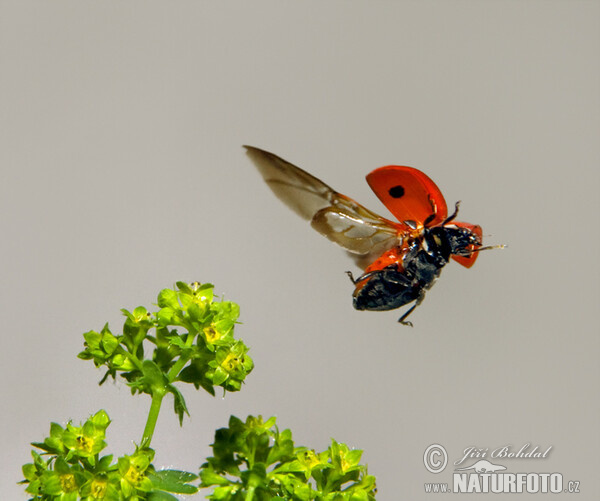 Lienka sedembodková (Coccinella septempunctata)