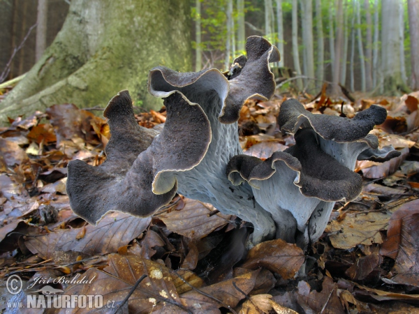 Lievik trúbkovitý (Craterellus cornucopioides)