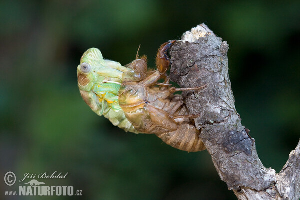 Líhnutí cikády (Tibicina haematodes)