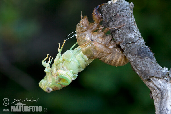 Líhnutí cikády (Tibicina haematodes)