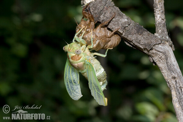 Líhnutí cikády (Tibicina haematodes)