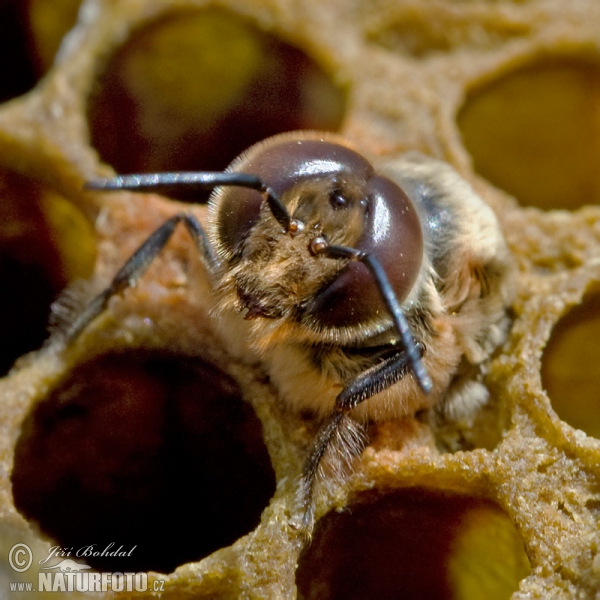 Líhnutí trubce (Apis mellifera)