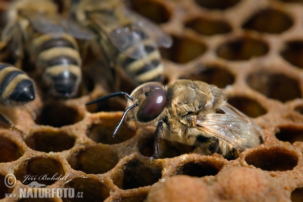 Líhnutí trubce (Apis mellifera)