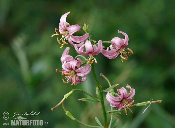 Lilie zlatohlavá (Lilium martagon)