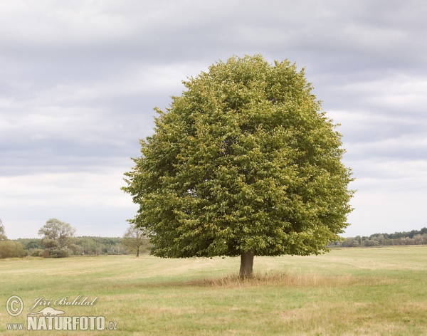 Lipa malolistá (Tilia cordata)