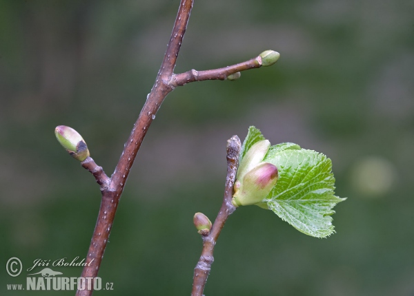 Lipa malolistá (Tilia cordata)