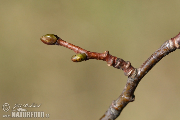 Lipa malolistá (Tilia cordata)