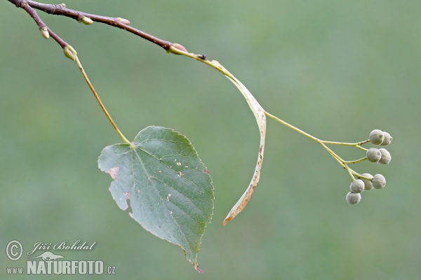 Lipa malolistá (Tilia cordata)