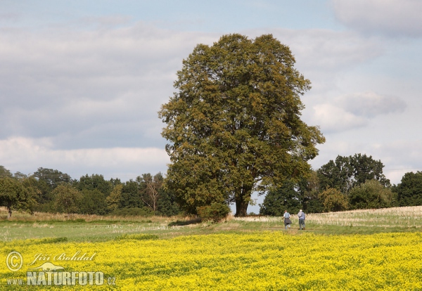 Lípa malolistá (srdčitá) (Tilia cordata)