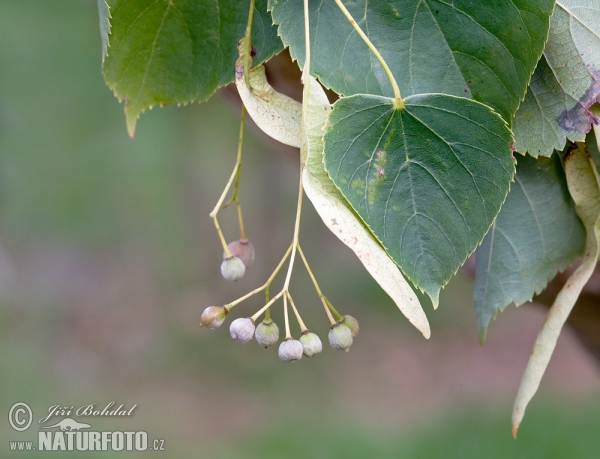 Lípa malolistá (srdčitá) (Tilia cordata)