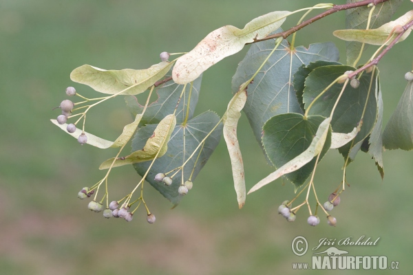 Lípa malolistá (srdčitá) (Tilia cordata)