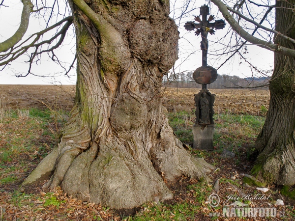 Lípa malolistá (srdčitá) (Tilia cordata)