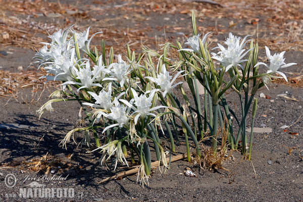 Lír přímořský (Pancratium maritimum)
