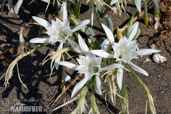 Lír přímořský (Pancratium maritimum)