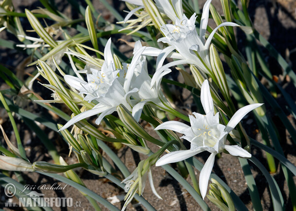 Lír přímořský (Pancratium maritimum)