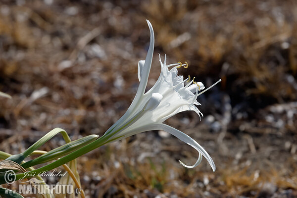 Lír přímořský (Pancratium maritimum)