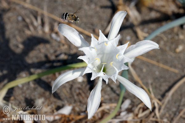 Lír přímořský (Pancratium maritimum)
