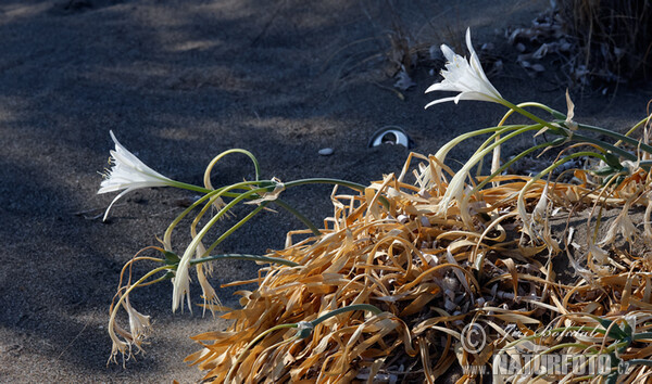 Lír přímořský (Pancratium maritimum)