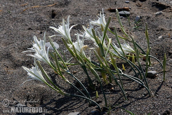 Lír přímořský (Pancratium maritimum)