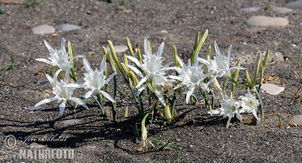 Lír přímořský (Pancratium maritimum)
