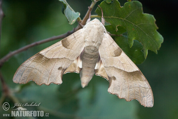 Lišaj dubový (Marumba quercus)