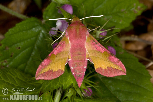 Lišaj kyprejový (Deilephila porcellus)