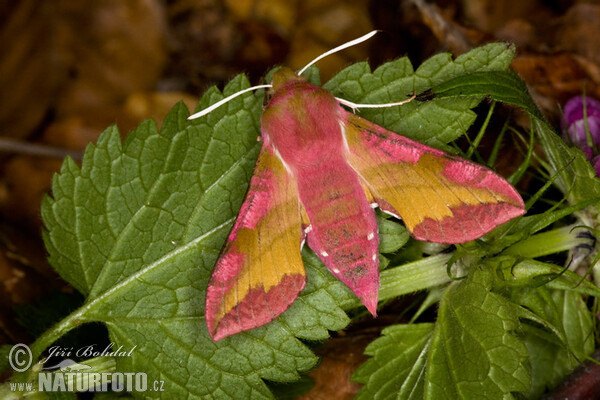 Lišaj kyprejový (Deilephila porcellus)