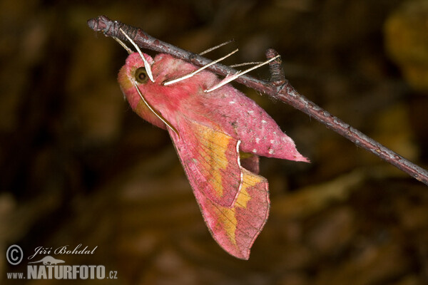 Lišaj kyprejový (Deilephila porcellus)