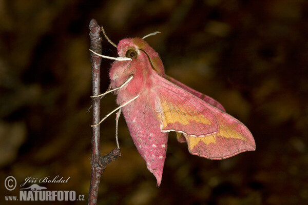 Lišaj kyprejový (Deilephila porcellus)