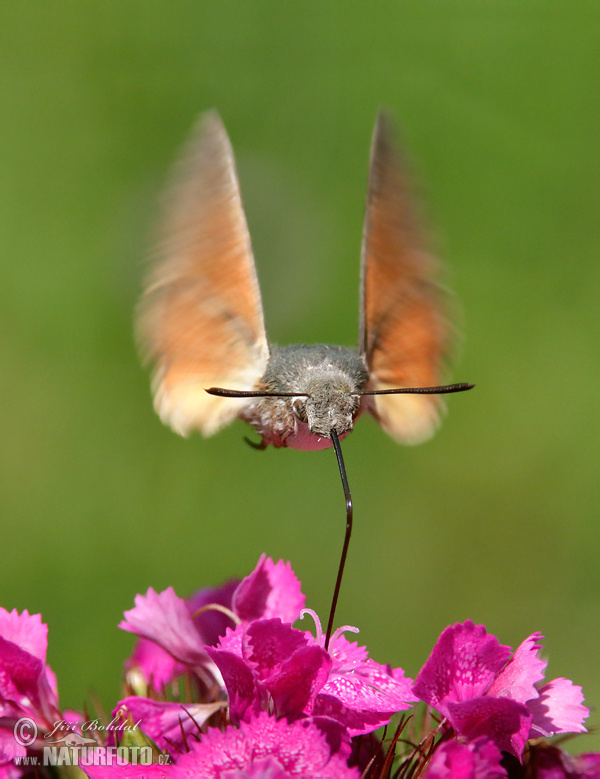 Lišaj marinkový (Macroglossum stellatarum)