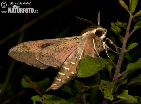 Lišaj mliečnikový (Hyles euphorbiae)