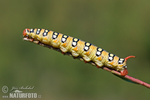 Lišaj mliečnikový (Hyles euphorbiae)