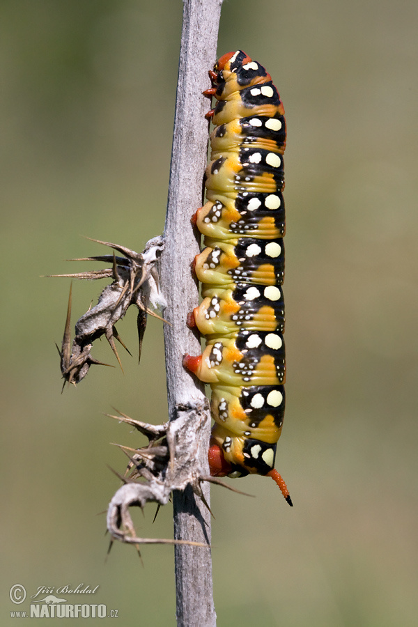 Lišaj mliečnikový (Hyles euphorbiae)