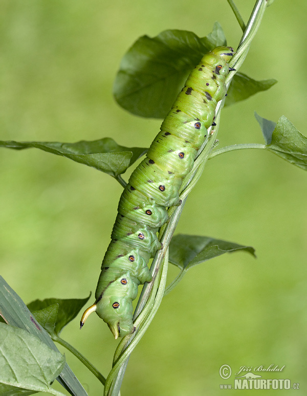 Lišaj pupencový (Agrius convolvuli)