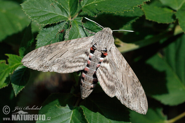 Lišaj pupencový (Agrius convolvuli)