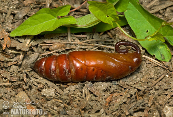 Lišaj svlačcový - kukla (Agrius convolvuli)