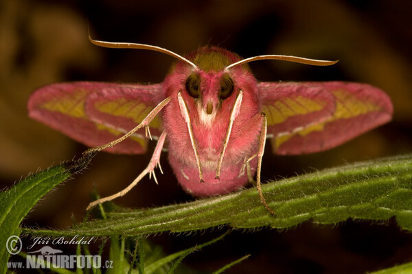 Lišaj vrbicový (Deilephila porcellus)