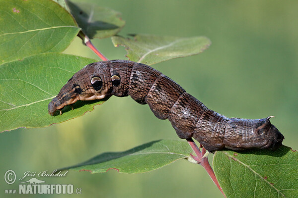 Lišaj vrbkový (Deilephila elpenor)