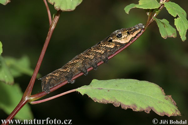 Lišaj vrbkový (Deilephila elpenor)