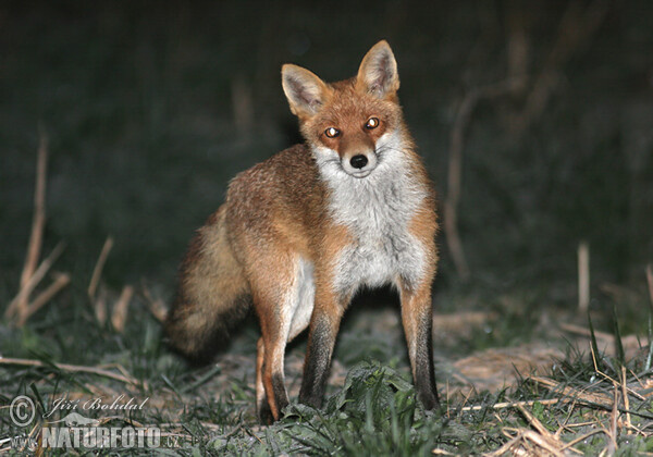 Líška hrdzavá (Vulpes vulpes)