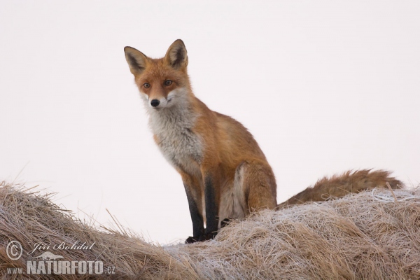 Líška hrdzavá (Vulpes vulpes)