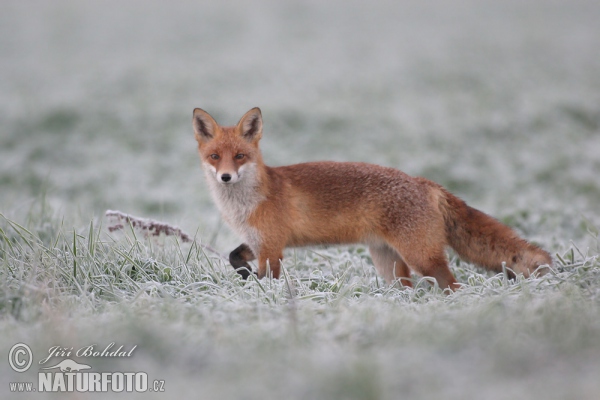 Líška hrdzavá (Vulpes vulpes)